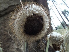 Cirsium nivale