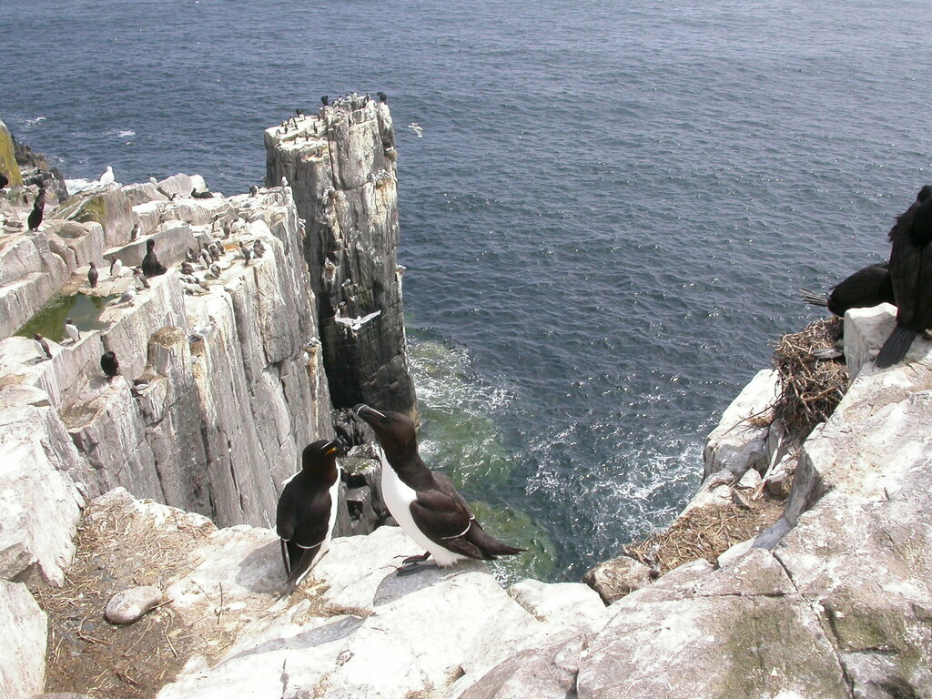Iceland Razorbill