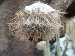 Cirsium nivale