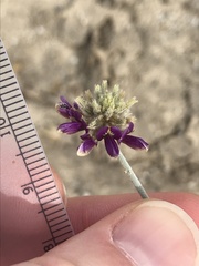 Psorothamnus emoryi emoryi