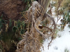 Cirsium nivale