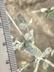 Psorothamnus emoryi emoryi