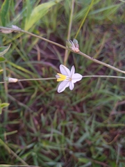Chlorophytum cooperi