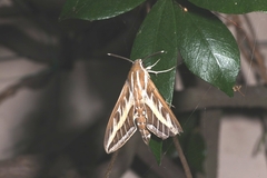 Hyles livornica