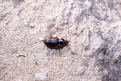 Synuchus