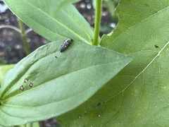 Coccinella