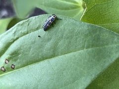 Coccinella