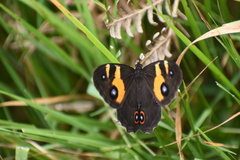 Tisiphone abeona albifascia
