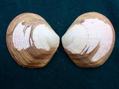 Semele decisa