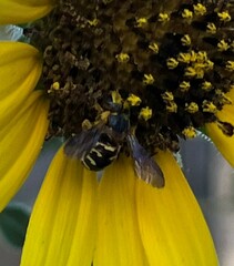 Dianthidium