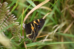 Tisiphone abeona albifascia