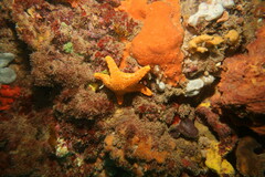 Pentagonaster duebeni