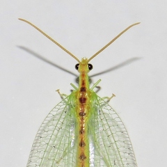 Norfolius howensis