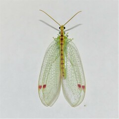 Norfolius howensis