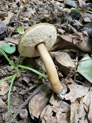 Porphyrellus