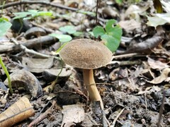 Porphyrellus