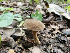 Porphyrellus