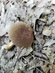 Porphyrellus