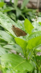 Pelopidas mathias
