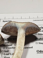 Porphyrellus