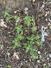 Croton monanthogynus