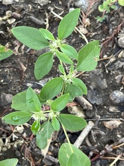 Croton monanthogynus