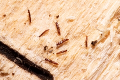 Osoriinae