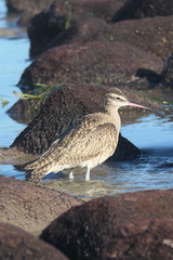 Numenius phaeopus hudsonicus