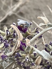 Anthophora hololeuca