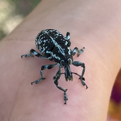 Chrysolopus spectabilis