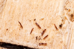 Osoriinae