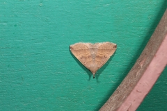 Pechipogo plumigeralis