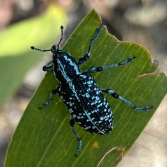 Chrysolopus spectabilis