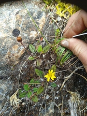 Brachyglottis bellidioides