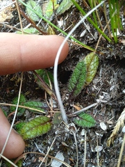 Brachyglottis bellidioides