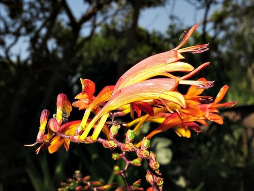 Crocosmia paniculata image