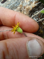 Brachyglottis bellidioides
