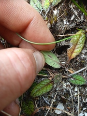 Brachyglottis bellidioides
