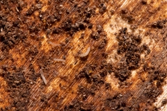 Osoriinae