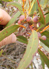 Eucalyptus coccifera