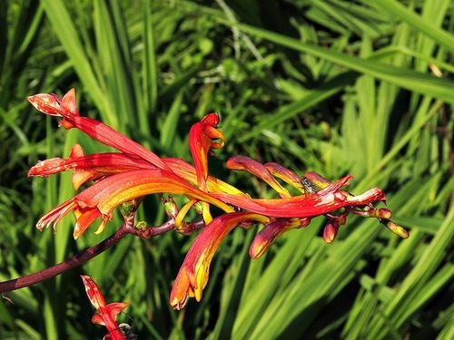 Crocosmia paniculata image