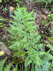 Asplenium gibberosum