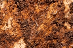 Osoriinae