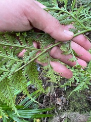 Asplenium gibberosum