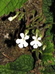 Streptocarpus pentherianus image