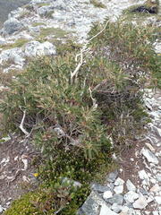 Eucalyptus coccifera