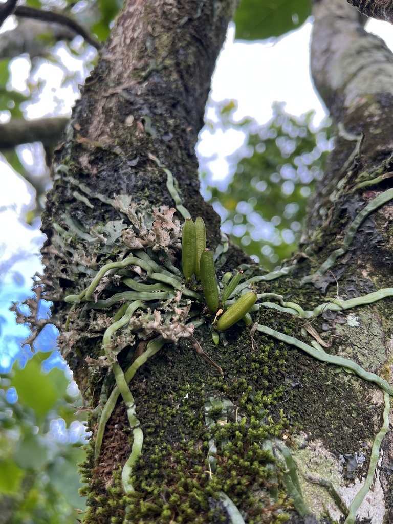 Taeniophyllum fasciola