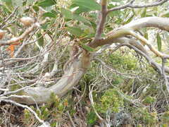 Eucalyptus coccifera