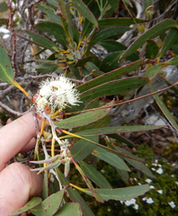 Eucalyptus coccifera