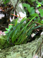Haplopteris elongata